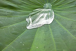 植物,葉,綠色