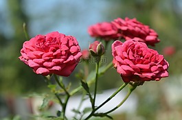 花,玫瑰,愛
