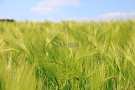 大麥,谷物,字段