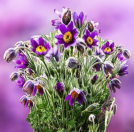 花,pasque 花,春天