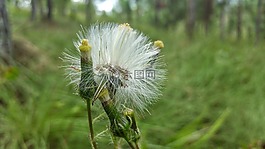 自然,植物區(qū)系,蒲公英