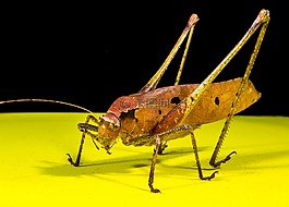 蚱蜢,金鐘,昆蟲