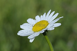 黛西,白,花瓣