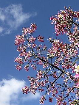 天空,樹,蘋果花