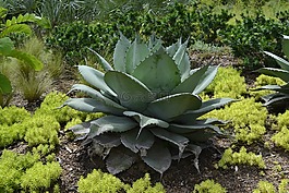 仙人掌植物,大,仙人掌