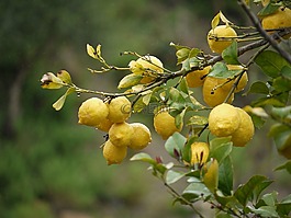 檸檬,水果,黃色