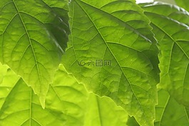 綠黨,冬季,拖放