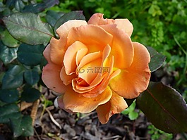 花,玫瑰,夏天