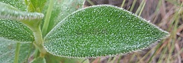 葉,露水,植物區(qū)系