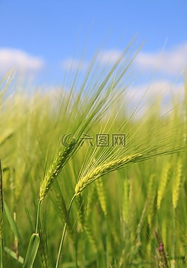 大麥,小麥,字段