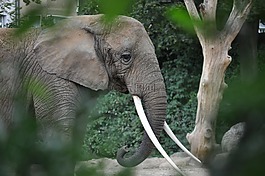 象,動物,動物園