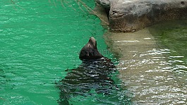 密封,海獅,哺乳動物