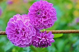 花,natur,春