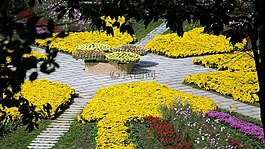 鮮花,花園,花卉園
