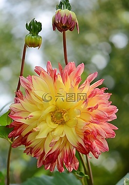 花,natur,春