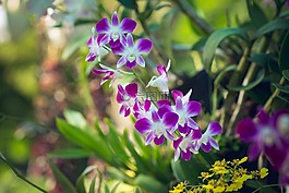 花,花園,綠色
