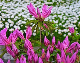 鮮花,5 月,小月