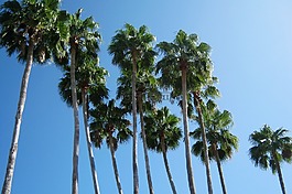 棕櫚樹(shù),佛羅里達(dá),假期