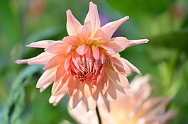 花,natur,春