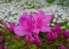 鮮花,5 月,小月