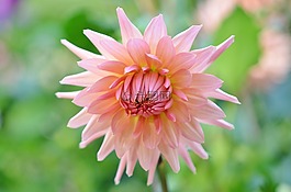 花,natur,花的