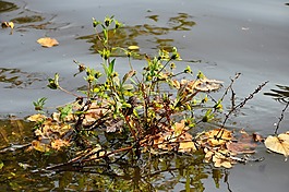 植物,葉子,環(huán)礁湖