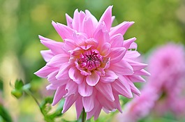 花,natur,春