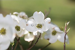 花,白,自然