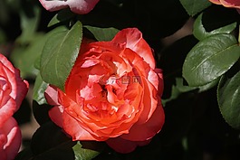 玫瑰,亞琛大教堂,薔薇科