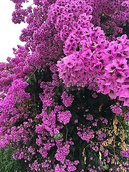 開花,春天,杜鵑