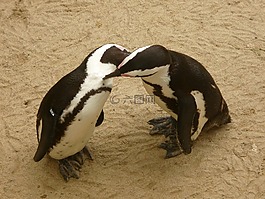 企鵝,動物園,動物世界