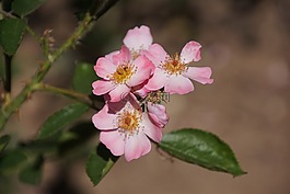 玫瑰,安吉拉,薔薇科