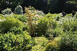 維森,瞄準(zhǔn)的花園,植物
