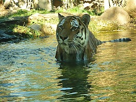 虎,水,捕食