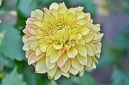 花,natur,春