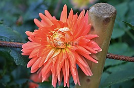 花,natur,春