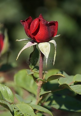 玫瑰,勃艮第81,薔薇科