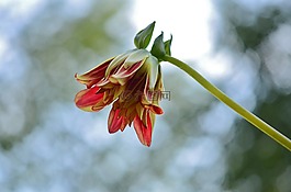 花,natur,春