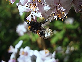 赫梅爾,大黃蜂,熊蜂