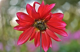 花,natur,春