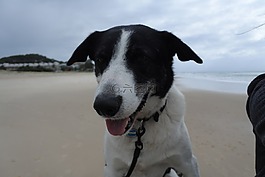 狗,邊境牧羊犬,動(dòng)物