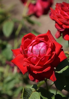 玫瑰,勃艮第81,薔薇科