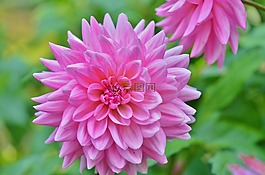 花,natur,春