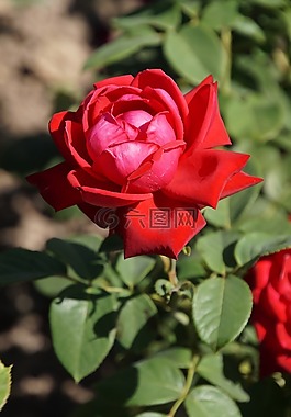 玫瑰,勃艮第81,薔薇科