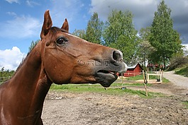 馬,動物,失速