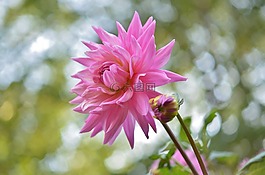 花,natur,春