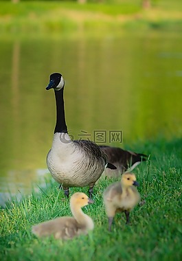 鴨,水,鳥