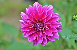 花,natur,春