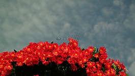 鮮花,大自然,秋季