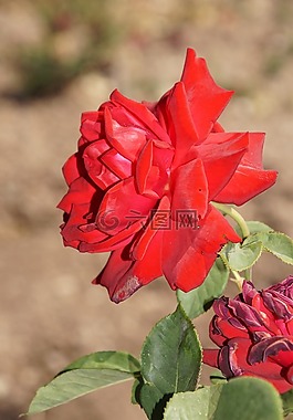 玫瑰,勃艮第81,薔薇科